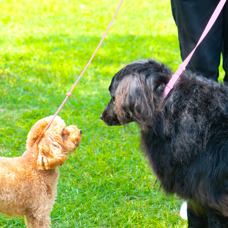 Manufacturers High Quality Premium Soft Luxury Personalized Custom Design Pet Leashes Without Logo Pet Lead