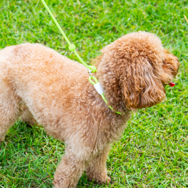 Pet Leashes Custom Pet Dog Leashes